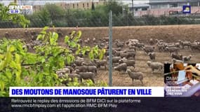 Manosque: des moutons pâturent en ville