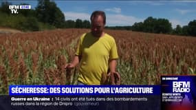 Semences, sorgho... Les alternatives des agriculteurs face à la sécheresse et au manque d'eau