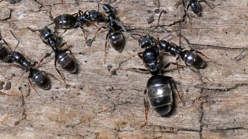 Des fourmis Tapinoma sur un morceau de bois (Photo d'illustration).