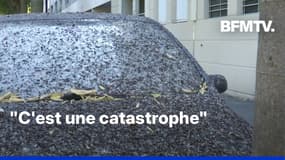  À Nîmes, les voitures et les trottoirs croulent sous les fientes d’étourneaux  