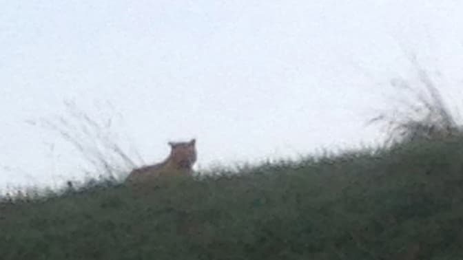 L'animal aperçu en Seine-et-Marne ne serait pas un tigre, mais un félin moins imposant.