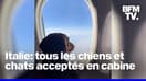  Italie: les chiens et chats ne seront plus obligés de voyager en soute 