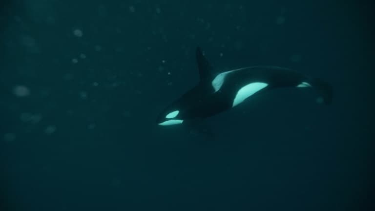 Une orque mâle de l'Atlantique nord observée dans le nord de la Norvège, le 26 novembre 2021