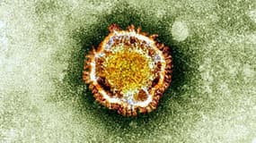 Le coronavirus MERS, cousin du SRAS