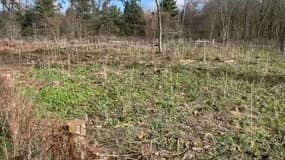 Une pétition lancée pour "sauver" le bois de Vincennes a récolté plus de 28.000 signatures, le 26 février 2023. 
