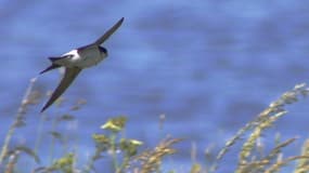 L'hirondelle est un des oiseaux à observer au printemps