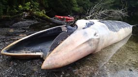 L'une des 337 baleines sei - pour l'instant répertoriées - retrouvées échouées dans un fjord isolé de Patagonie.