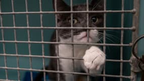Un chat abandonné attend d'être adopté dans un refuge de la SPA à Chamarande (Essonne) le 29 juillet 2021.