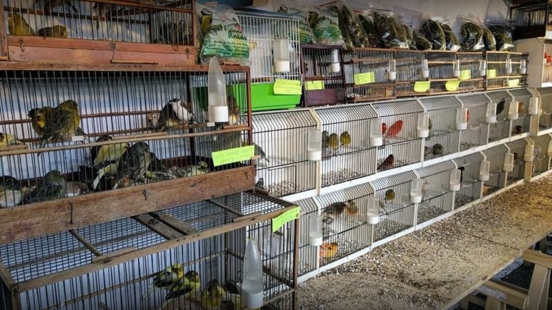 Le marché aux oiseaux