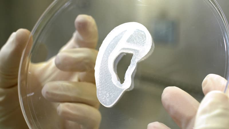 L'implant d'oreille humaine créé à partir des cellules d'une patiente et d'une imprimante 3D aux États-Unis le 2 juin 2022.