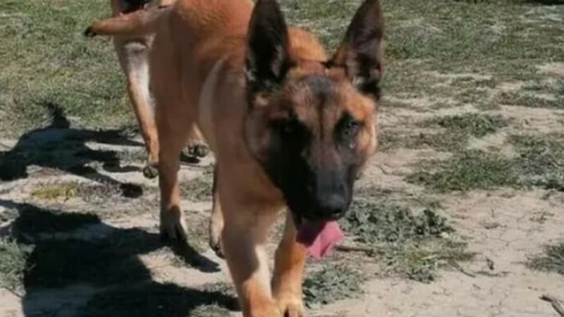 Incendies: un chien-pompier porté disparu est décédé