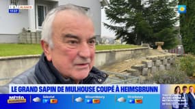 Mulhouse: le grand sapin du marché de Noël coupé chez le maire d'Heimsbrunn