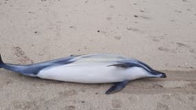 Un dauphin retrouvé mort sur une plage du Calvados le 4 janvier 2024.