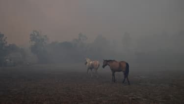 Des chevaux effrayés par les flammes lors d'un incendie australien