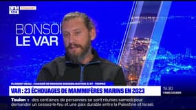 Var: 23 mammifères marins échoués sur les plages en 2023  