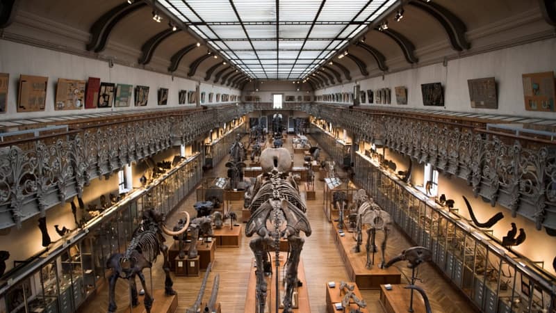 Galerie du musée d'histoire naturelle de Paris (photo d'illustration)