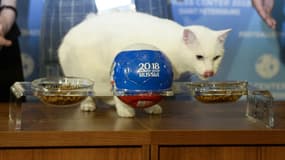 Achille le chat