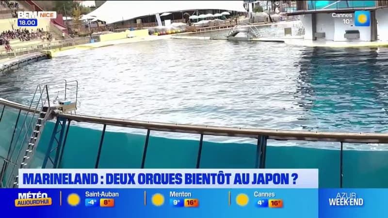 Image des orques de Marineland