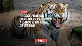Grosse frayeur dans un village chinois à cause d'un tigre de Sibérie 