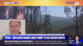 FOCUS PREMIÈRE - Incendies: faut-il reconstruire une forêt plus résistante?