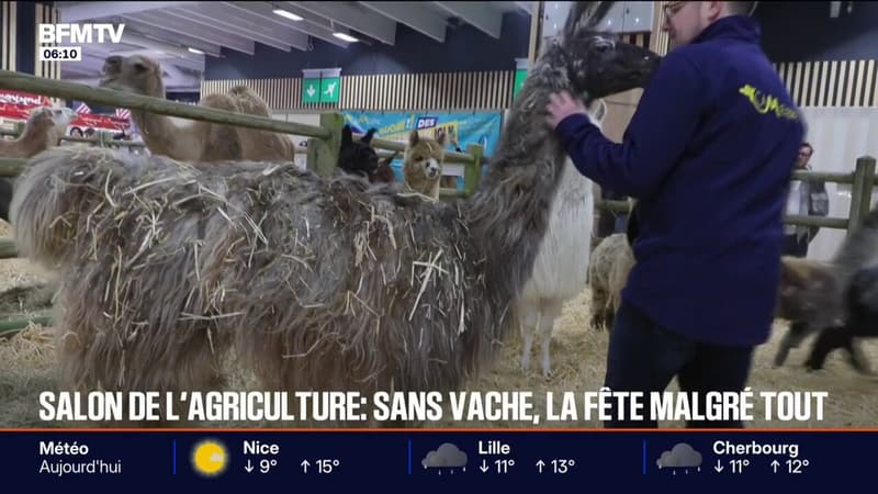 Malgré l'absence des vaches à cause de la dermatose, près de 3.500 animaux sont présents au Salon de l'Agriculture