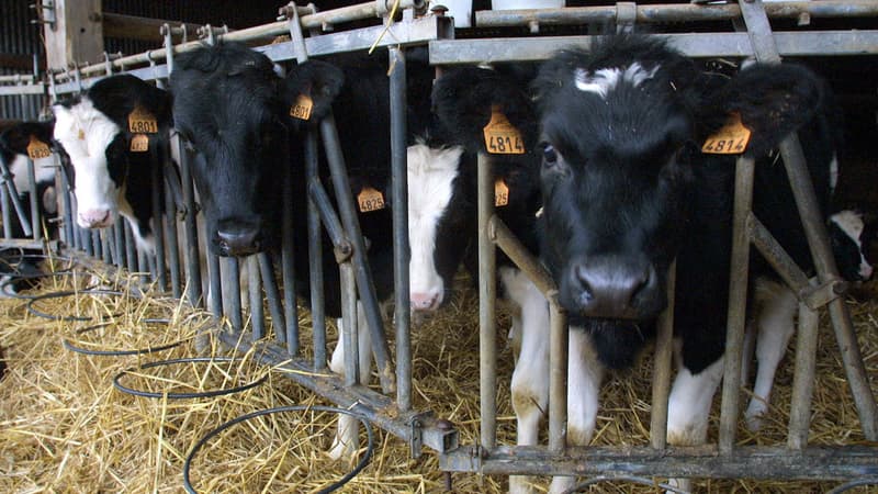Des vaches laitières (Photo d'illustration). 