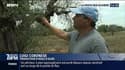Peste de l'olivier: l'épidémie de Xylella fastidiosa continue de progresser en Europe