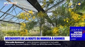 Passions Provence du samedi 18 février 2023 - Découverte de la route du Mimosa à Bormes