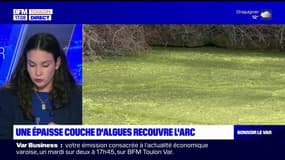 Var: une épaisse couche d'algues recouvre le fleuve de L'Arc