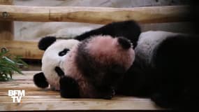Le public se presse pour la première sortie publique du bébé panda du zoo de Beauval 