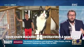 Deux chats testés positifs au coronavirus dans l'État de New York