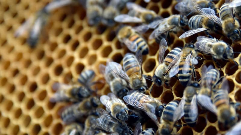 Des abeilles, image d'illustration. - Georges Gobet - AFP