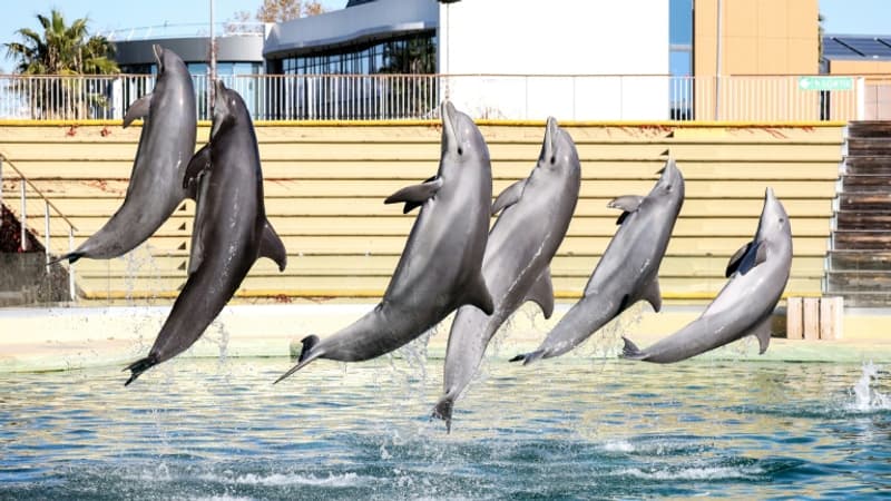 Marineland: le transfert de huit dauphins vers un parc zoologique en Espagne a débuté, l'association One Voice dénonce un "scandale d'État"