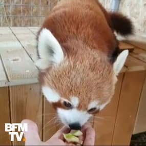Cet adorable panda roux est devenu la nouvelle vedette  du zoo de Brasov en Roumanie
