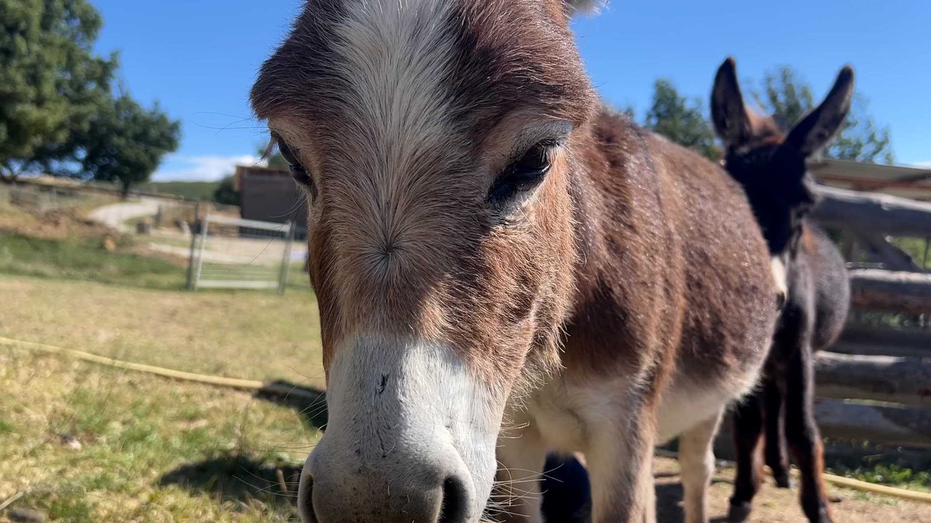 L'établissement "À la ferme de Titou", dans les Alpes-de-Haute-Provence, vend, chaque année, une dizaine d'ânons