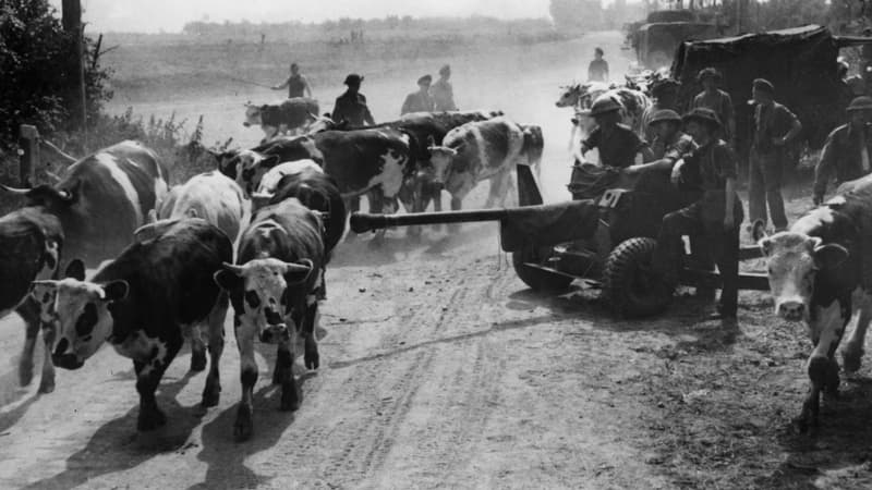 Des vaches sur les plages de Normandie en 1944. Photo d'illustration