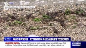 Ostreopsis: attention aux algues toxiques sur la côte basque