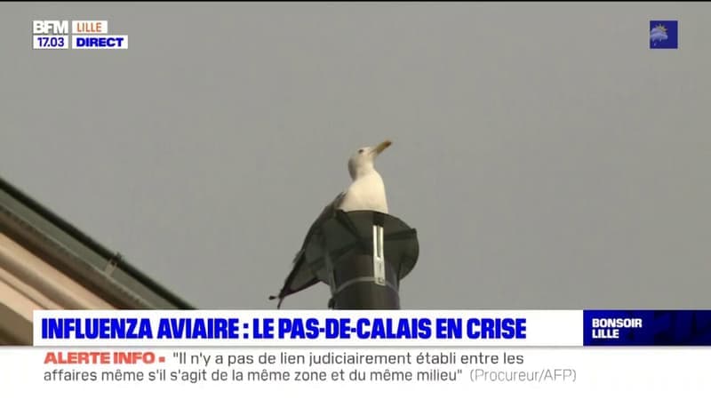 new cases of avian flu detected in dead birds in Boulonnais