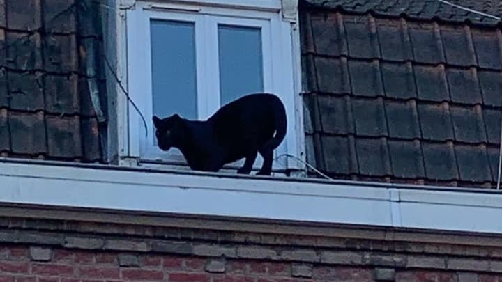 Nord: une panthère noire "se baladait" sur le toit d'un immeuble