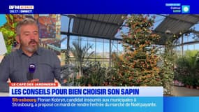 Le Café des jardiniers: les conseils pour bien choisir son sapin