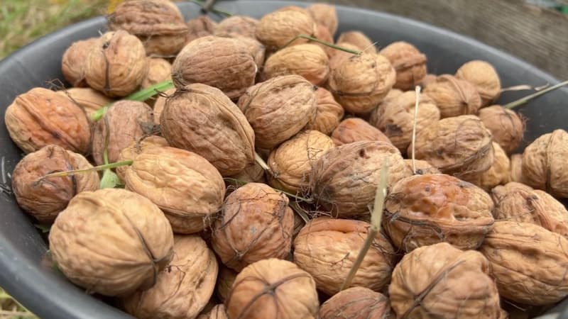 Alpes-de-Haute-Provence: aux Mées, la récolte des noix a toujours autant de succès