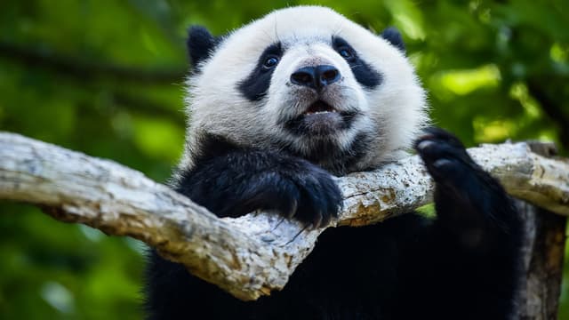 Especes Menacees Pourquoi La Cause Du Panda Federe T Elle Plus Que Celle Du Ver De Terre