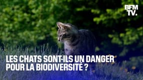 Les chats sont-ils un danger pour la biodiversité?