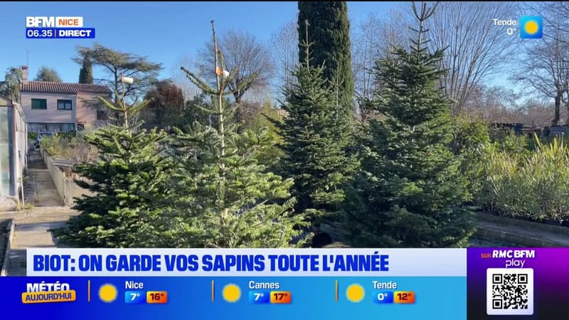 Alpes-Maritimes: à Biot, un pépiniériste propose de faire du gardiennage de sapin toute l'année