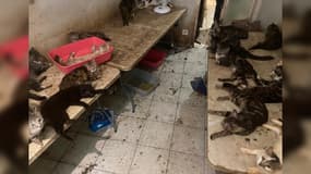 Une centaine de chats et chiens découverts à l'intérieur d'un appartement à Nice, le 12 juillet 2017.