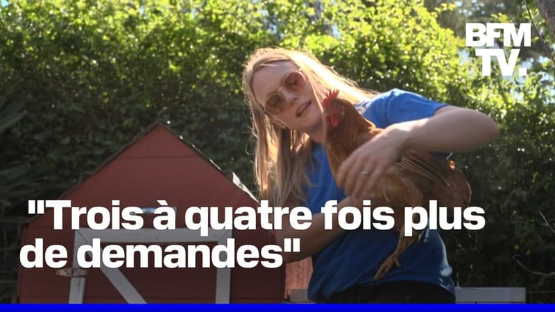 Face à la pénurie d'oeufs, des Américains louent des poules