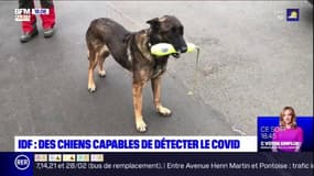 Val-de-Marne: des chiens capables de détecter le Covid-19