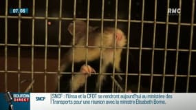 "Tout, tout est en train de disparaître": le cri du coeur de Jean-Paul, grand défenseur du hamster d'Alsace