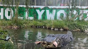 L'une des dernières photos de l'alligator Morris, dans la réserve du Colorado où il vivait.