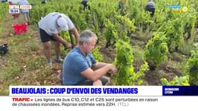 Beaujolais : coup d'envoi des vendanges